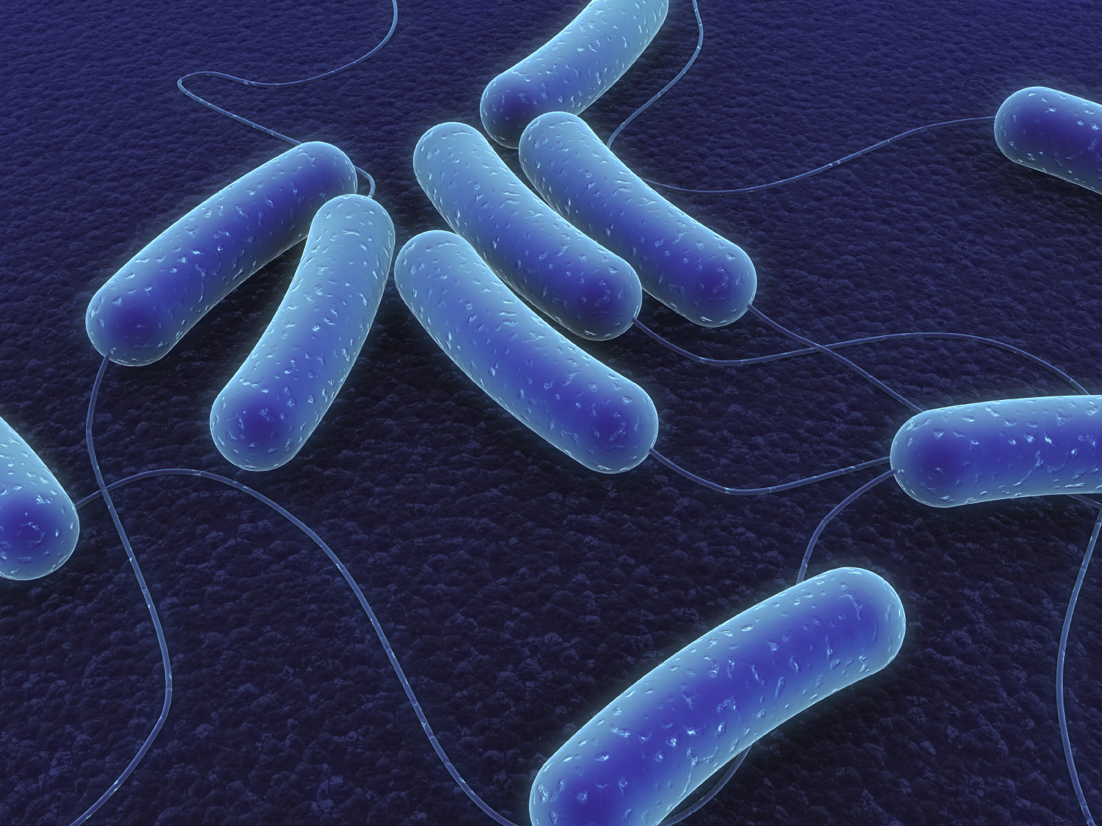 colibacteria.jpg